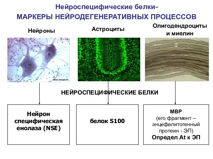 Нейроспецифические белки- МАРКЕРЫ НЕЙРОДЕГЕНЕРАТИВНЫХ ПРОЦЕССОВ белок S100 Нейрон специфическая енолаза (NSE)