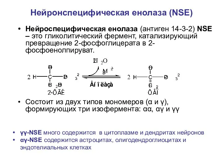 Нейронспецифическая енолаза (NSE) Нейроспецифическая енолаза (антиген 14-3-2) NSE – это гликолитический