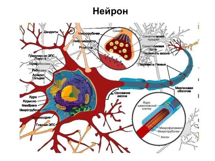 Нейрон