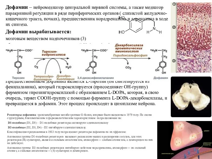 Дофамин – нейромедиатор центральной нервной системы, а также медиатор паракринной регуляции