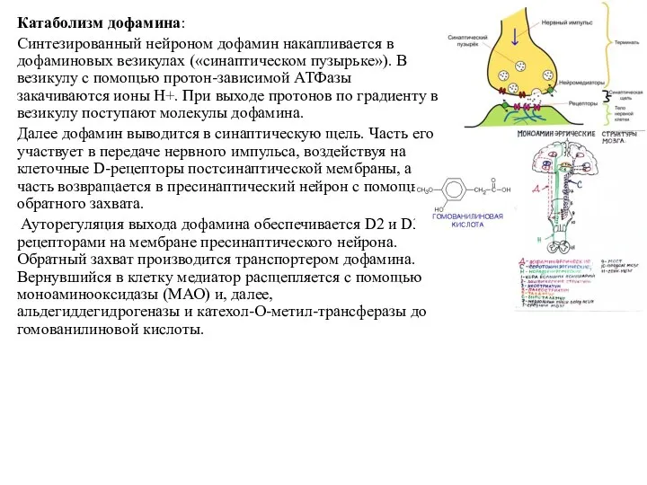 Катаболизм дофамина: Синтезированный нейроном дофамин накапливается в дофаминовых везикулах («синаптическом пузырьке»).