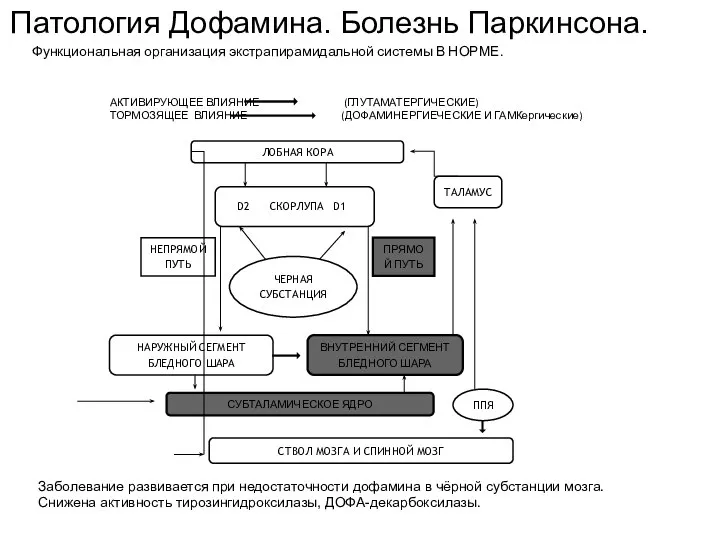 Заболевание развивается при недостаточности дофамина в чёрной субстанции мозга. Снижена активность