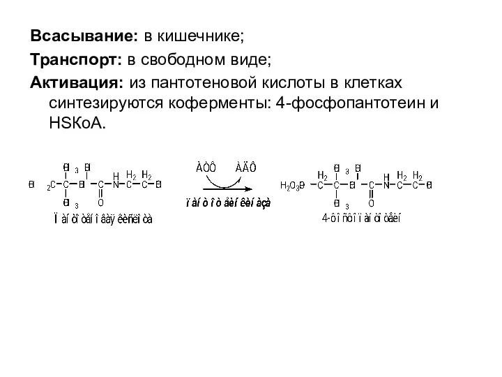 Всасывание: в кишечнике; Транспорт: в свободном виде; Активация: из пантотеновой кислоты