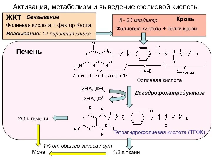 Активация, метаболизм и выведение фолиевой кислоты Тетрагидрофолиевая кислота (ТГФК) Дегидрофолатредуктаза Печень