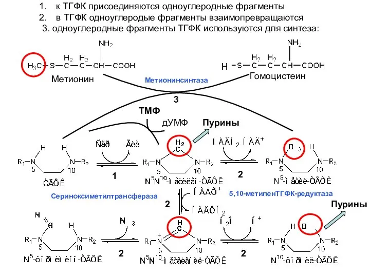 к ТГФК присоединяются одноуглеродные фрагменты в ТГФК одноуглеродые фрагменты взаимопревращаются 3.