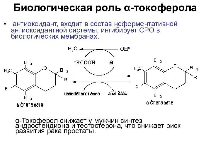 Биологическая роль α-токоферола антиоксидант, входит в состав неферментативной антиоксидантной системы, ингибирует