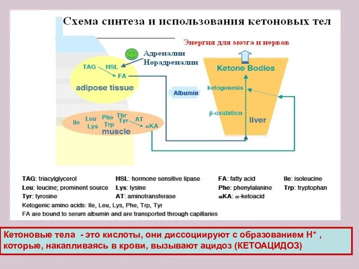 Кетоновые тела - это кислоты, они диссоциируют с образованием Н+ ,