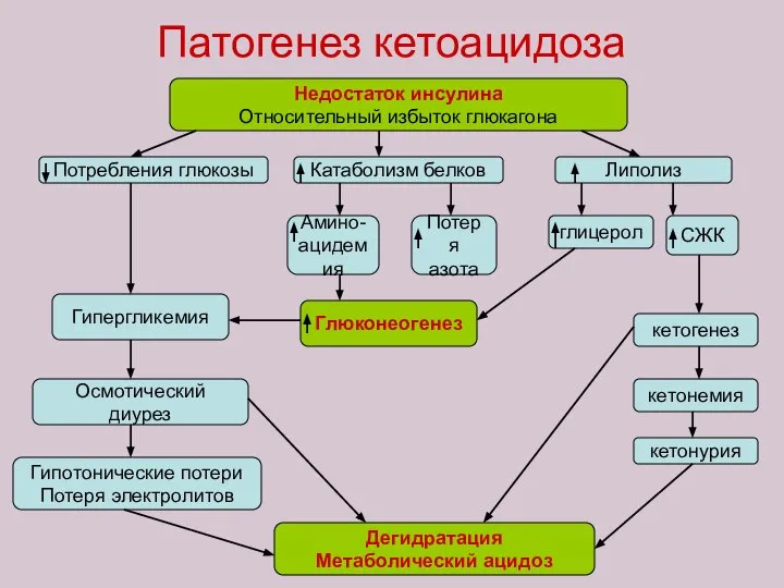 Патогенез кетоацидоза Недостаток инсулина Относительный избыток глюкагона Потребления глюкозы Катаболизм белков