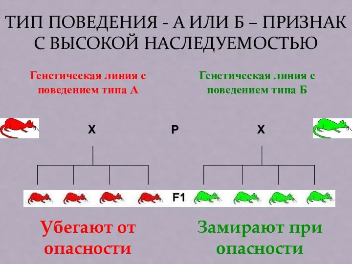 ТИП ПОВЕДЕНИЯ - А ИЛИ Б – ПРИЗНАК С ВЫСОКОЙ НАСЛЕДУЕМОСТЬЮ