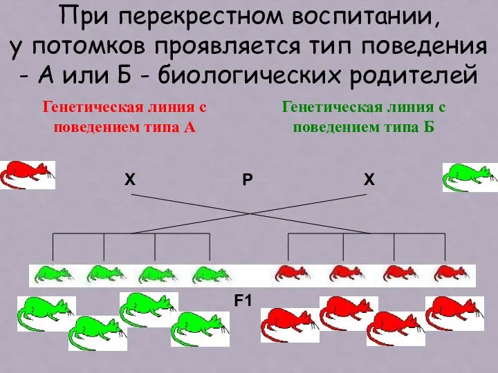 Генетическая линия с поведением типа А Генетическая линия с поведением типа