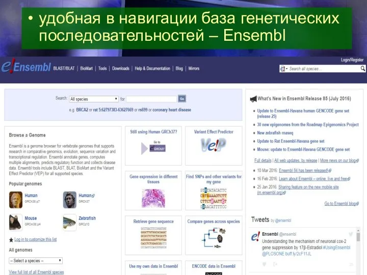 удобная в навигации база генетических последовательностей – Ensembl