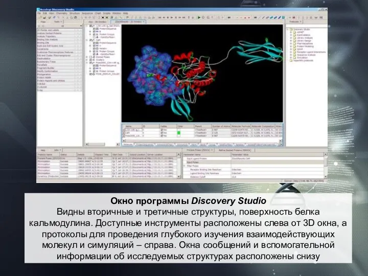 Окно программы Discovery Studio Видны вторичные и третичные структуры, поверхность белка