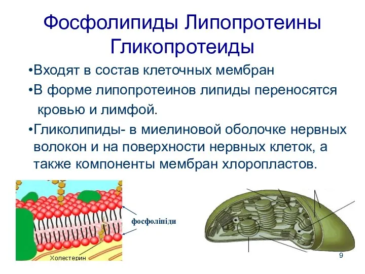 Фосфолипиды Липопротеины Гликопротеиды Входят в состав клеточных мембран В форме липопротеинов