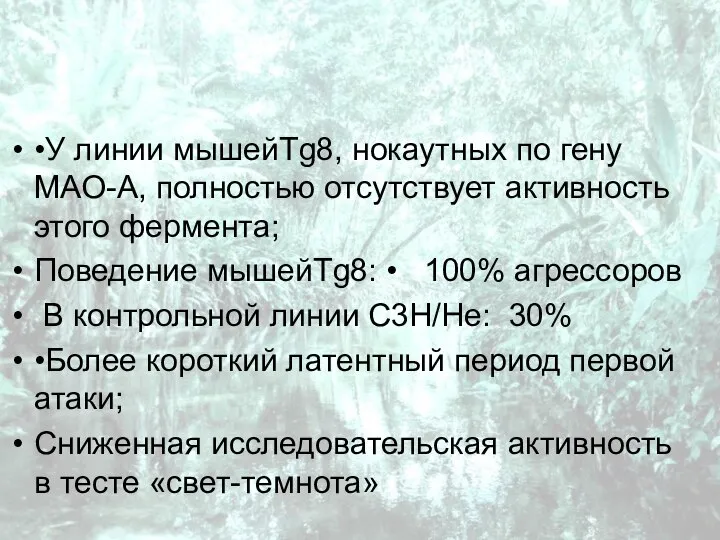 •У линии мышейTg8, нокаутных по гену МАО-А, полностью отсутствует активность этого