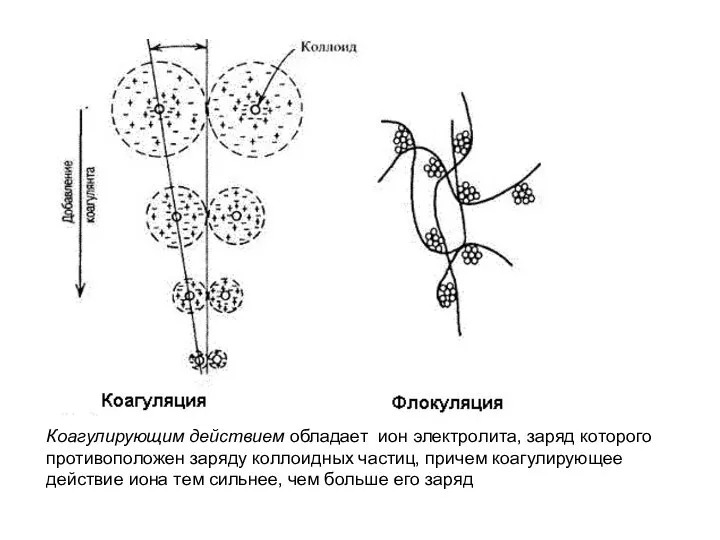 Коагулирующим действием обладает ион электролита, заряд которого противоположен заряду коллоидных частиц,