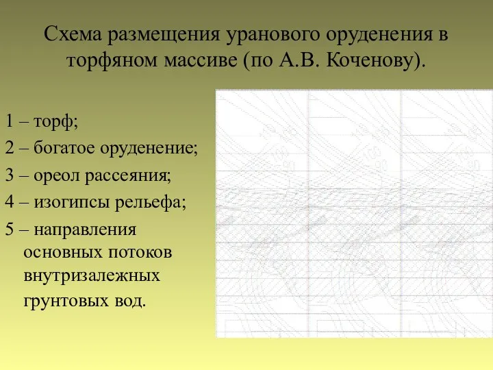 Схема размещения уранового оруденения в торфяном массиве (по А.В. Коченову). 1