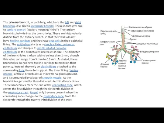 The primary bronchi, in each lung, which are the left and