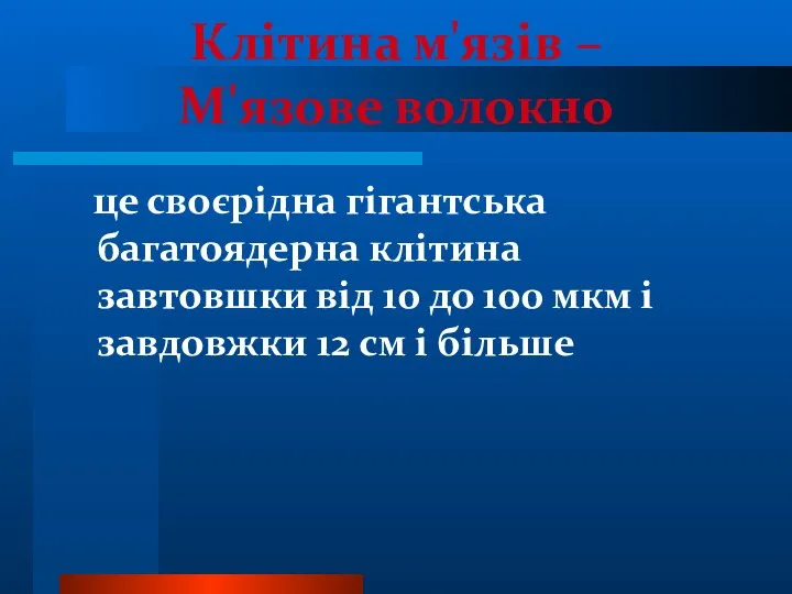 Клітина м'язів – М'язове волокно це своєрідна гігантська багатоядерна клітина завтовшки