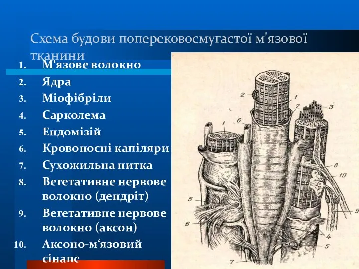 Схема будови поперековосмугастої м'язової тканини М‘язове волокно Ядра Міофібріли Сарколема Ендомізій