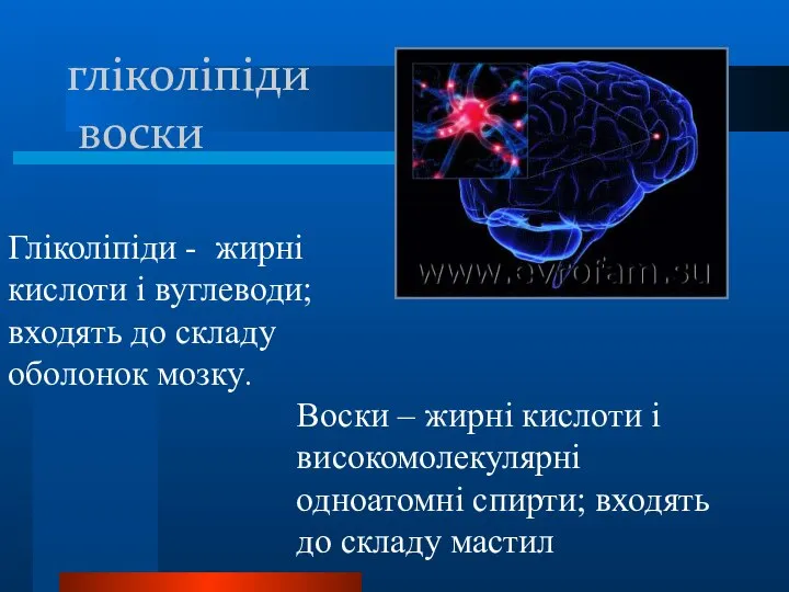 гліколіпіди воски Гліколіпіди - жирні кислоти і вуглеводи; входять до складу