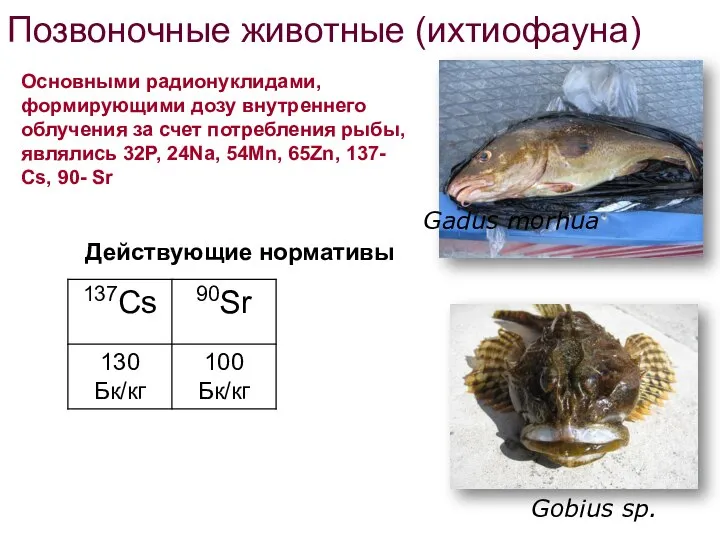 Позвоночные животные (ихтиофауна) Gobius sp. Gadus morhua Основными радионуклидами, формирующими дозу