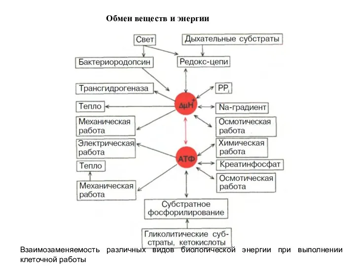 Обмен веществ и энергии Взаимозаменяемость различных видов биологической энергии при выполнении клеточной работы