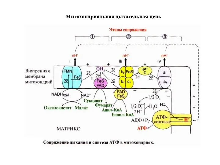 Митохондриальная дыхательная цепь