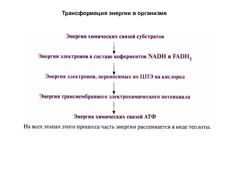 Трансформация энергии в организме