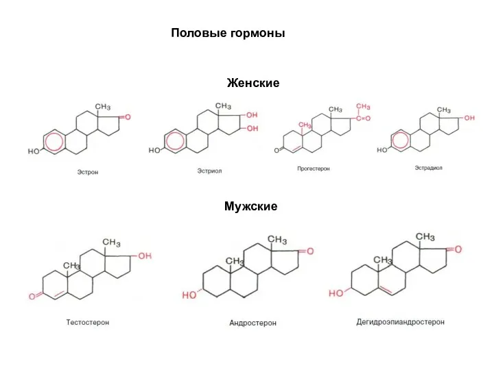 Половые гормоны Женские Мужские