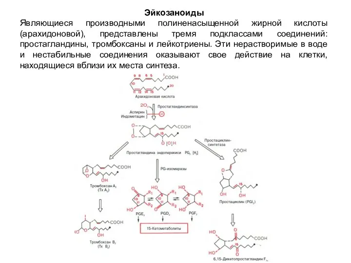Эйкозаноиды Являющиеся производными полиненасыщенной жирной кислоты (арахидоновой), представлены тремя подклассами соединений: