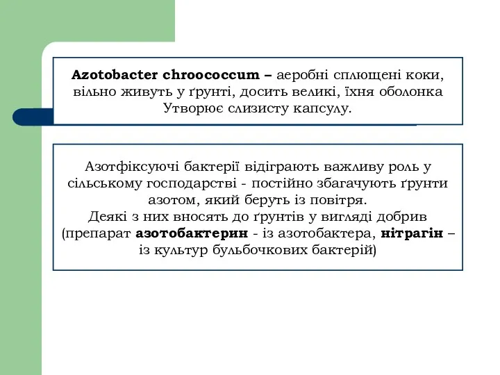 Azotobacter chroococcum – аеробні сплющені коки, вільно живуть у ґрунті, досить