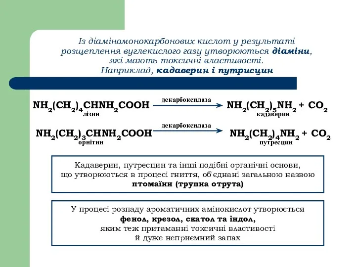 Із діаміномонокарбонових кислот у результаті розщеплення вуглекислого газу утворюються діаміни, які