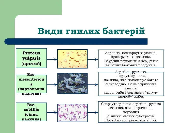 Види гнилих бактерій Proteus vulgaris (протей) Аеробна, неспороутворююча, дуже рухлива паличка.