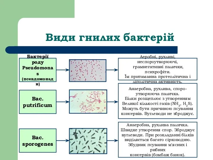 Види гнилих бактерій Бактерії роду Pseudomonas (псевдомонади) Аеробні, рухливі, неспороутворюючі, грамнегативні