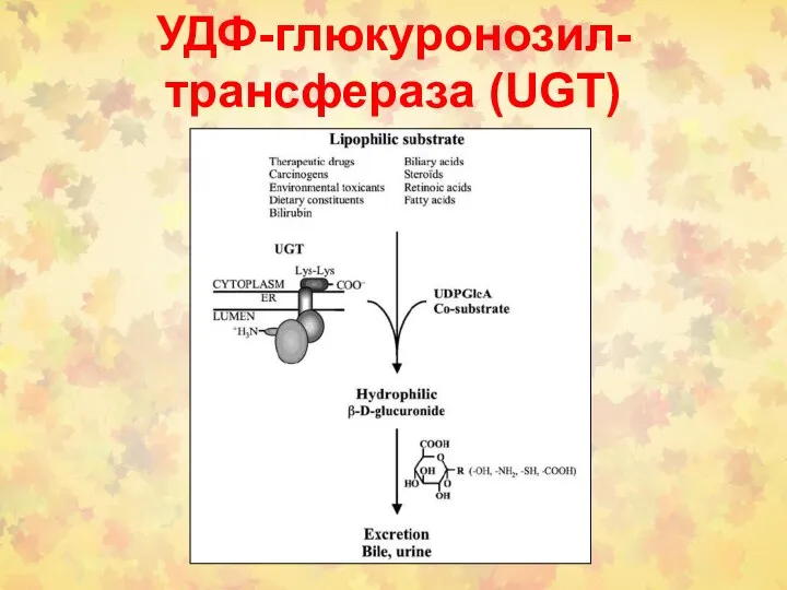 УДФ-глюкуронозил-трансфераза (UGT)