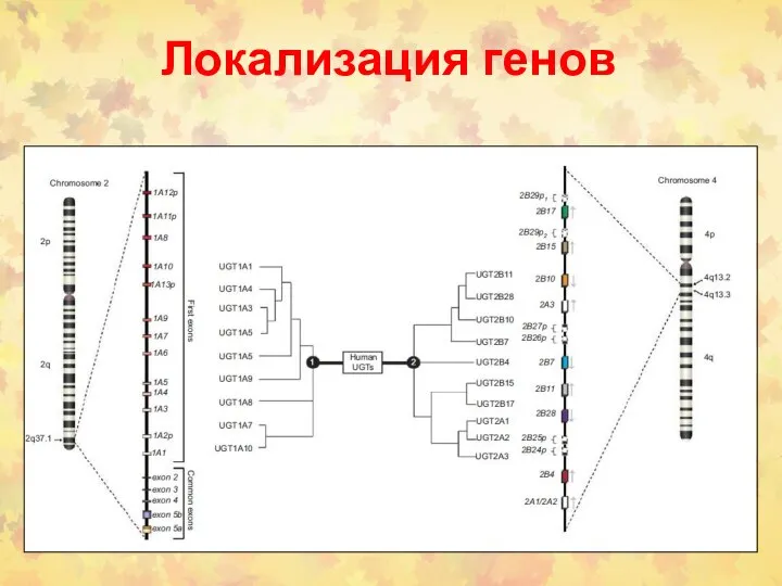 Локализация генов