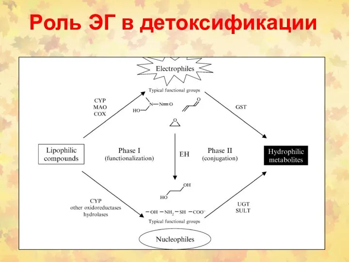 Роль ЭГ в детоксификации