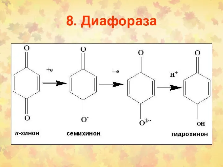 8. Диафораза