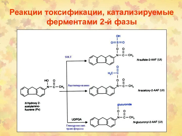 Реакции токсификации, катализируемые ферментами 2-й фазы