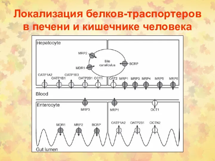 Локализация белков-траспортеров в печени и кишечнике человека