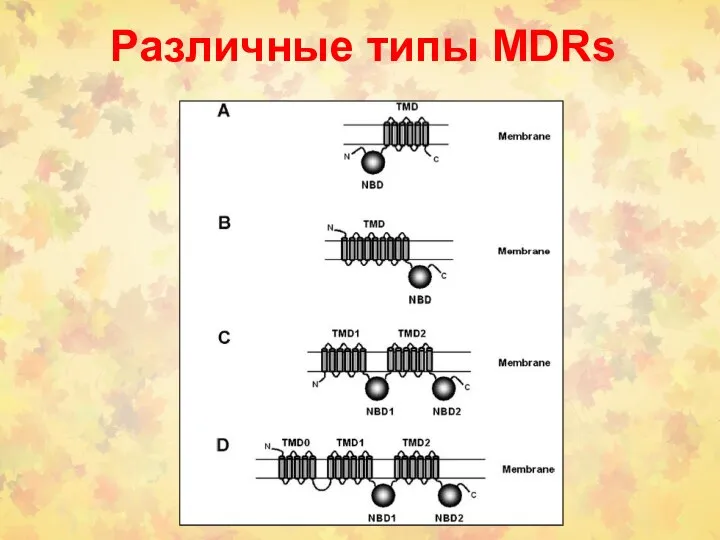 Различные типы MDRs