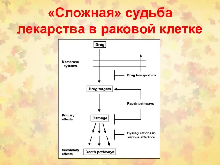 «Сложная» судьба лекарства в раковой клетке