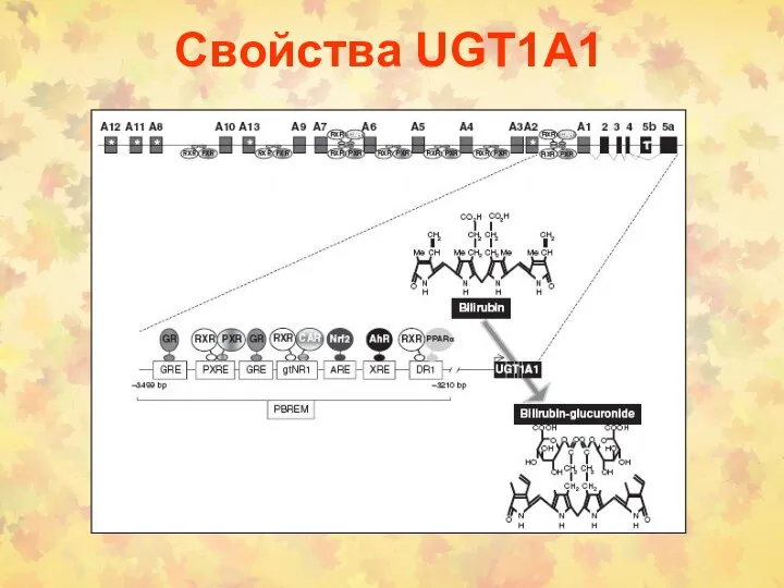 Свойства UGT1А1