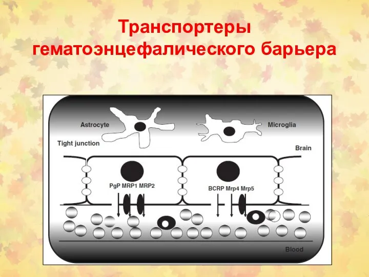 Транспортеры гематоэнцефалического барьера