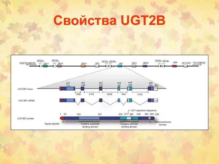 Свойства UGT2B