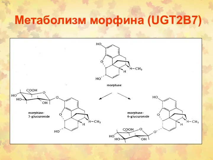 Метаболизм морфина (UGT2B7)