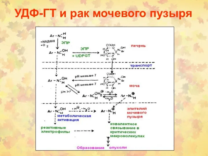 УДФ-ГТ и рак мочевого пузыря