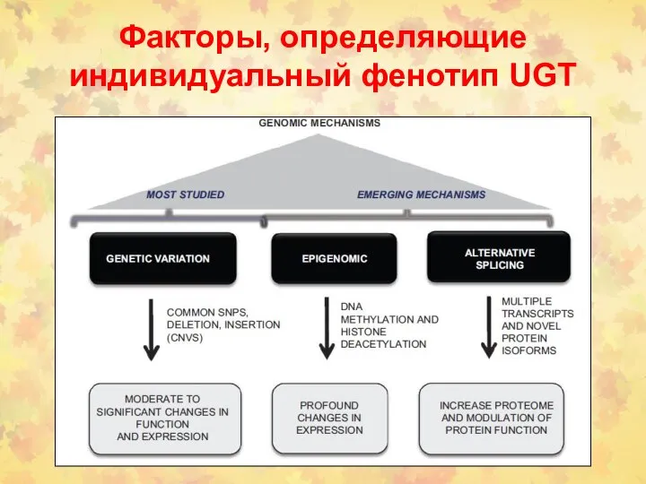 Факторы, определяющие индивидуальный фенотип UGT