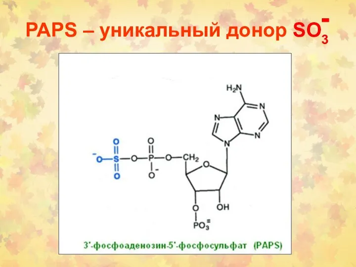 PAPS – уникальный донор SO3 -