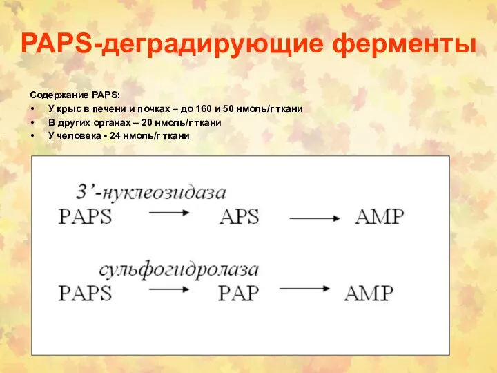 PAPS-деградирующие ферменты Содержание PAPS: У крыс в печени и почках –